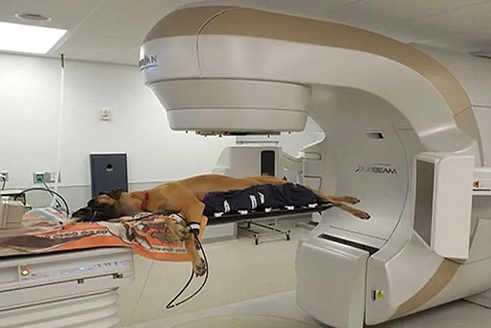 Dog being examined linac liverpool small animal hospital