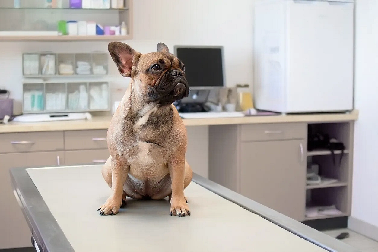 French bulldog in vet office