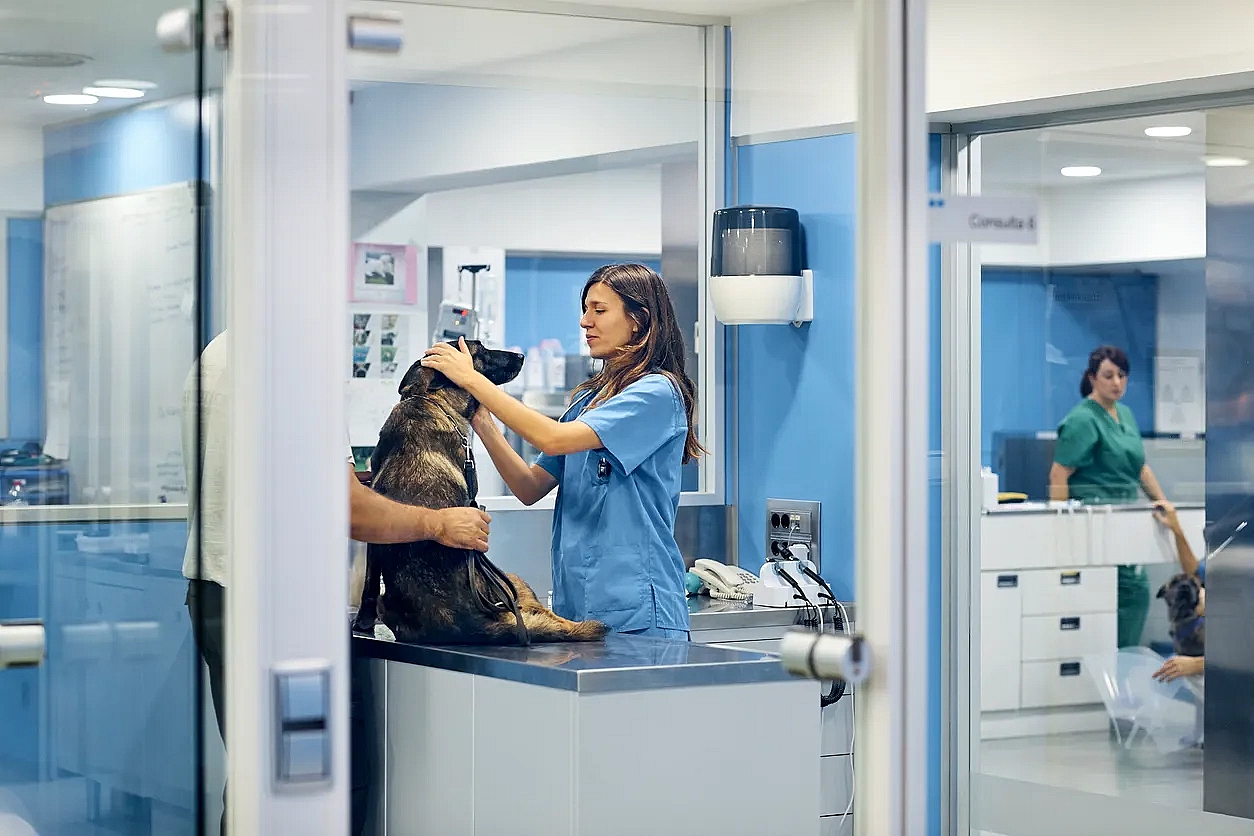 Vet inspecing dog in office